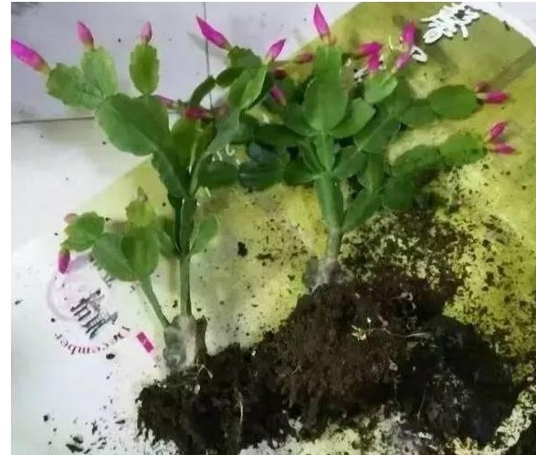 盆栽蟹爪兰总是只长叶子不开花注意以下5点,才能花爆。