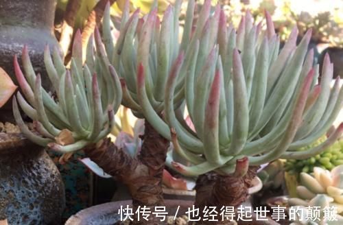 泥炭土|爱杜丽丝是仙女杯属的经典多肉，不但好养且养成老桩后充满沧桑感