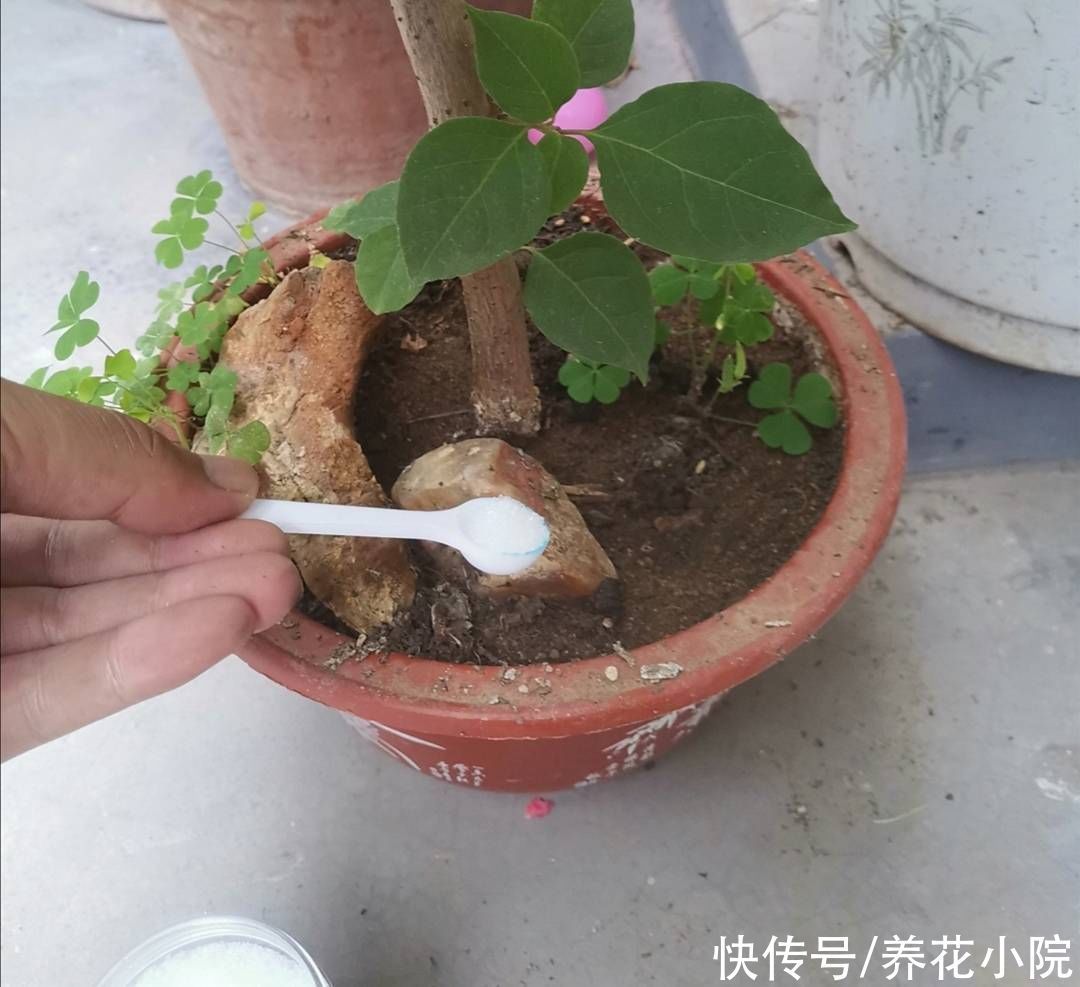 秋天养三角梅,勤用1种肥,促进植株孕蕾开花