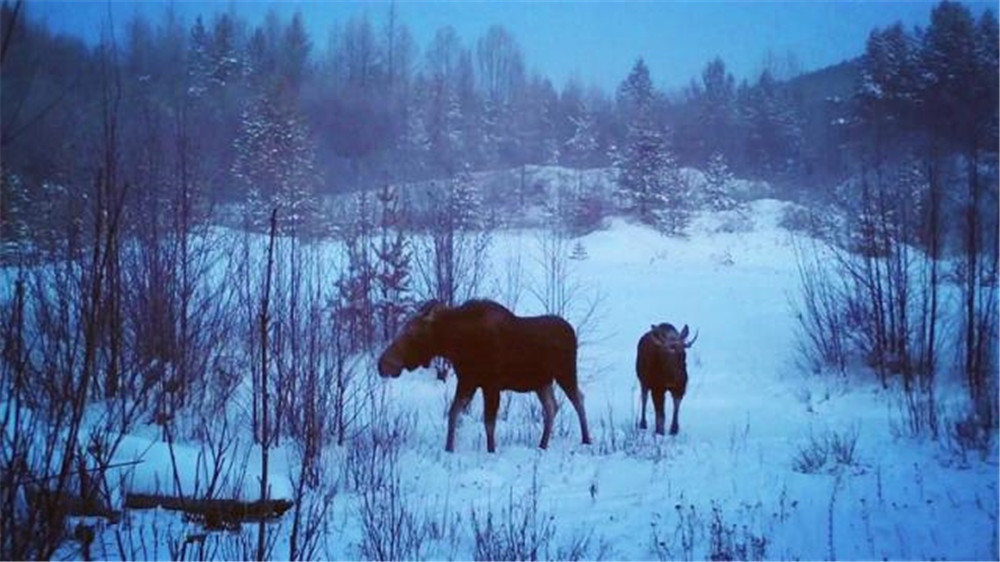 幼崽|犴达罕现身大兴安岭，像马又像骆驼，角长1米，常混着雪吃树枝