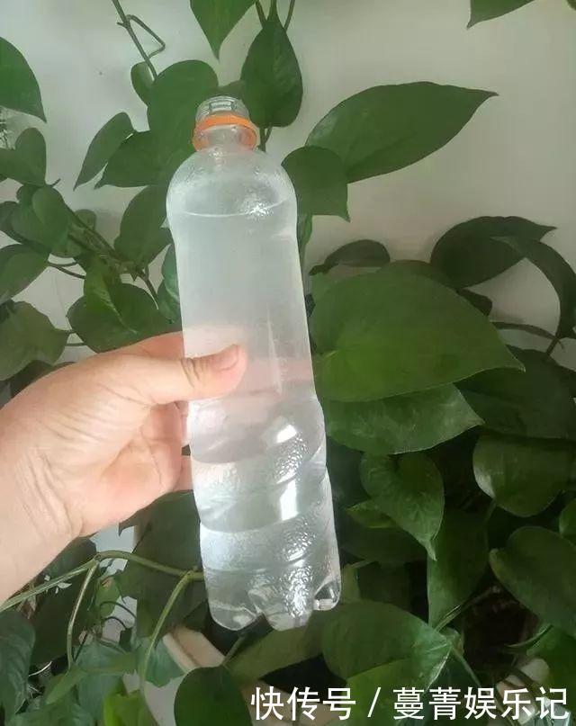 蟹爪兰叶子“软塌塌”?教你做3步,嗖嗖冒新叶,入冬花朵爆盆