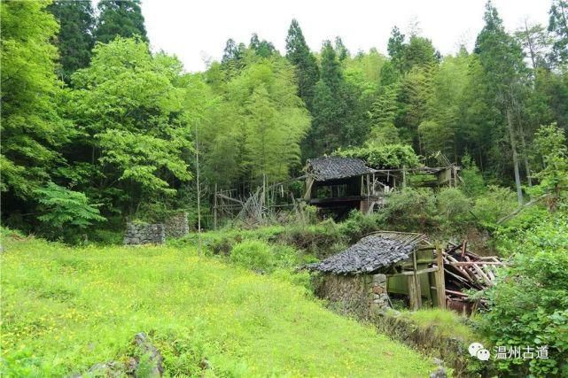 镇海|这条美如童话世界的温州野花古道，春日里必走一次！