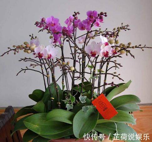 蝴蝶兰|蝴蝶兰开花后要如何养护管理,才能让它再次开花,甚至年年开花