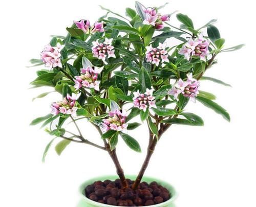 8种花一到过年就开花,现在养正是好时候,花开灿烂、寓意吉祥