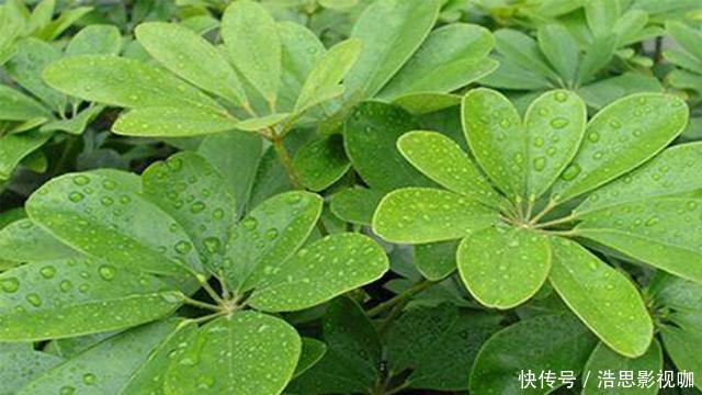 鸭掌木|盆栽鸭掌木夏季怎么养护注意几点，远离黄叶落叶，安全度夏