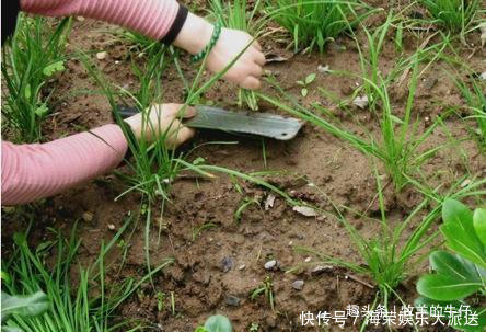 人称“懒人菜”,种一次能摘10年,南方拿炒鸡蛋,北方用包饺子