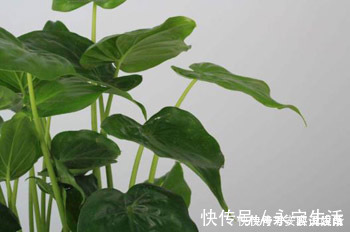 盆栽|这几种盆栽不花钱白送你都别要，尤其是第二种，到时候扔就晚了！