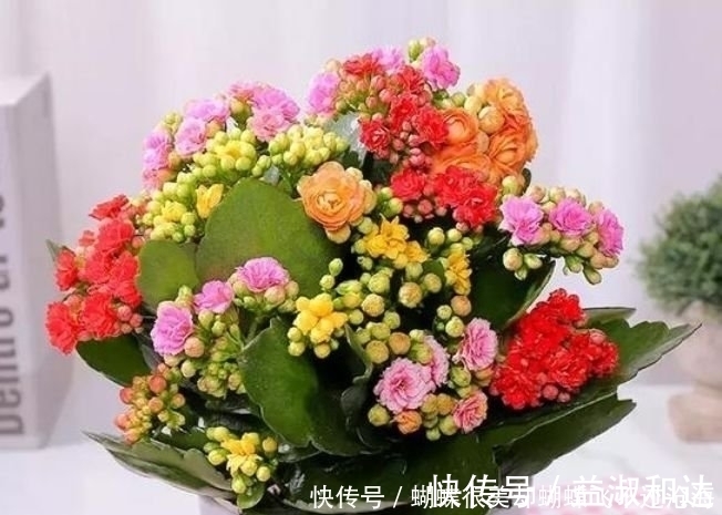现在就养4种花，是花卉中的佼佼者，花朵仙又美，全年开花不断
