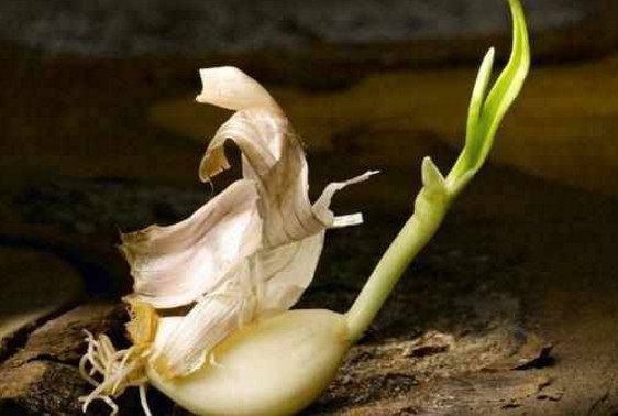 此物|有三种食物发芽后不可食用，但此物发芽后特别有营养，可以食用