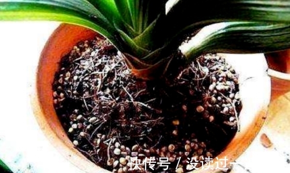 花友|图寓意好盆栽君子兰，想赏花就别忽略这4点“小要求”