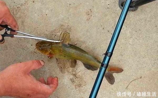 黄颡鱼|夏天野钓黄鸭叫,就用这种钓法,省事省力,收获有保证