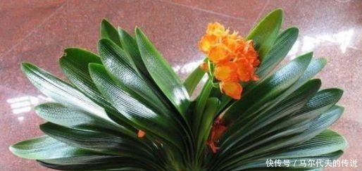 这3种“花”哪怕“半价”也别买,“折”一根枝,能养出一满盆!