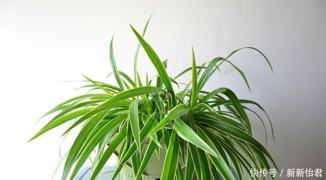 万能肥|养花“万能肥”,路边捡几块,分分钟让文竹、吊兰“爆盆”