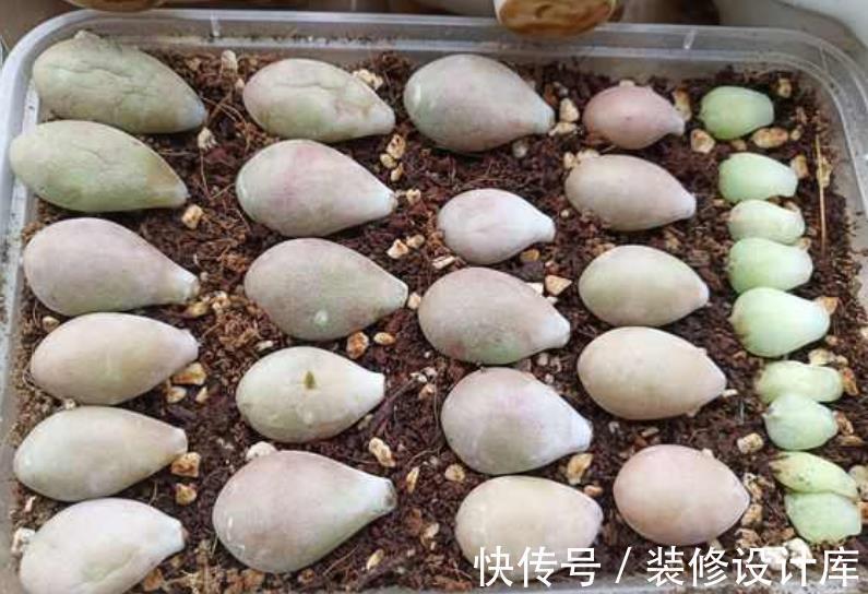 成活率|秋天叶插多肉植物,掌握4个要点,出芽快长新叶,成活率90%以上