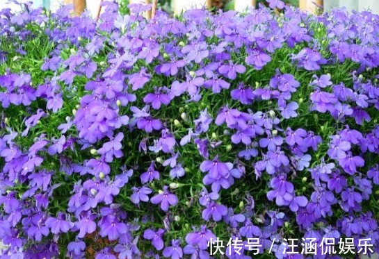 六倍利|喜欢养花,不如养盆长寿花,花量大花期长,花色绚丽夺目