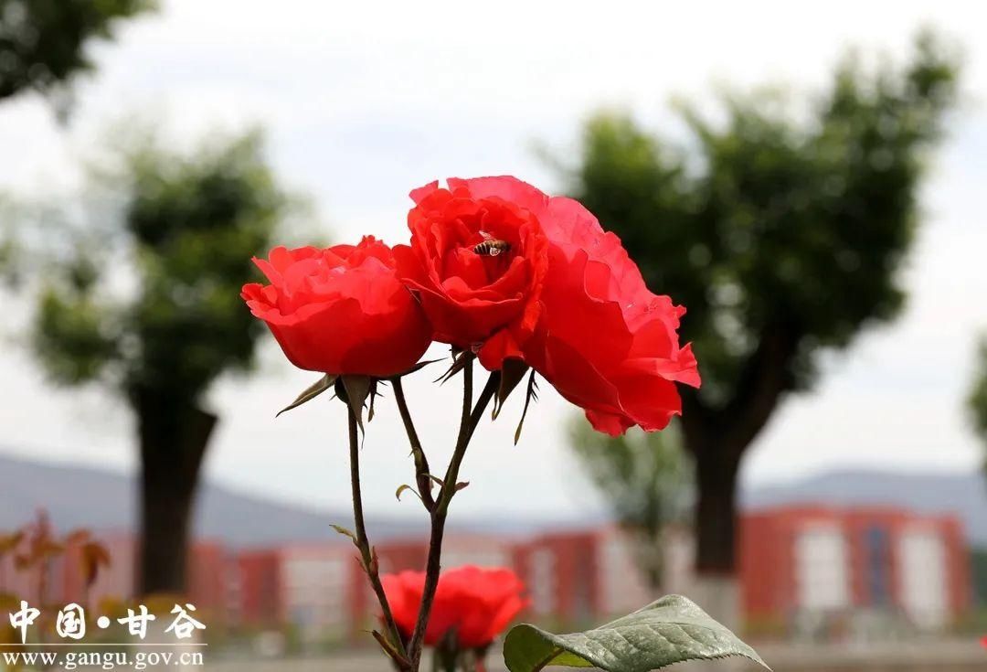 满城|【美丽甘谷】甘谷：月季花开醉满城