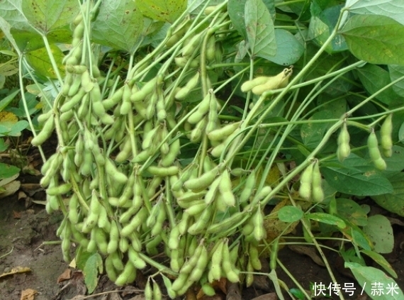 想长寿就多吃这些食物,延长经期,延缓衰老,精力旺盛,防癌等