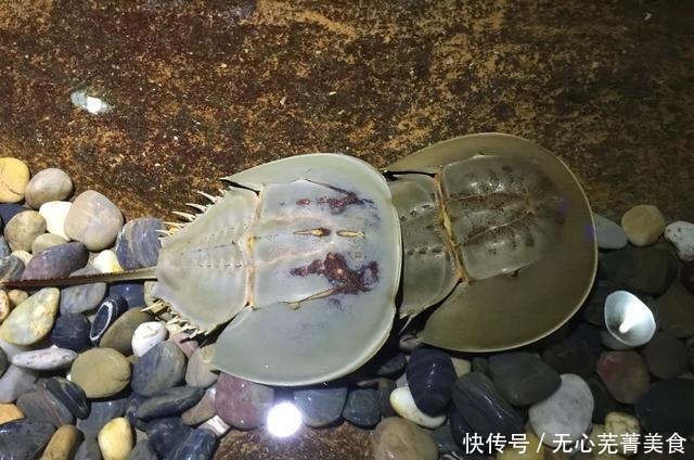 去嗨皮国内游|一起去文昌旅游,吃海鲜美食吧!