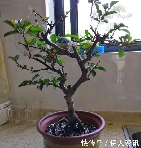 肥沃|一种花叫“木瓜”，耐寒好养，开花漂亮，春季开满枝，比玫瑰美