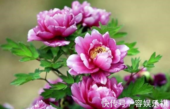 花苞|牡丹花一开就是“四季”学会用点“渣”，花苞比碗大，花开成海