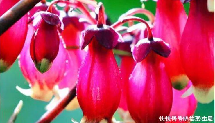 4种花养家里，比玫瑰好看，比绿萝好养，美爆阳台