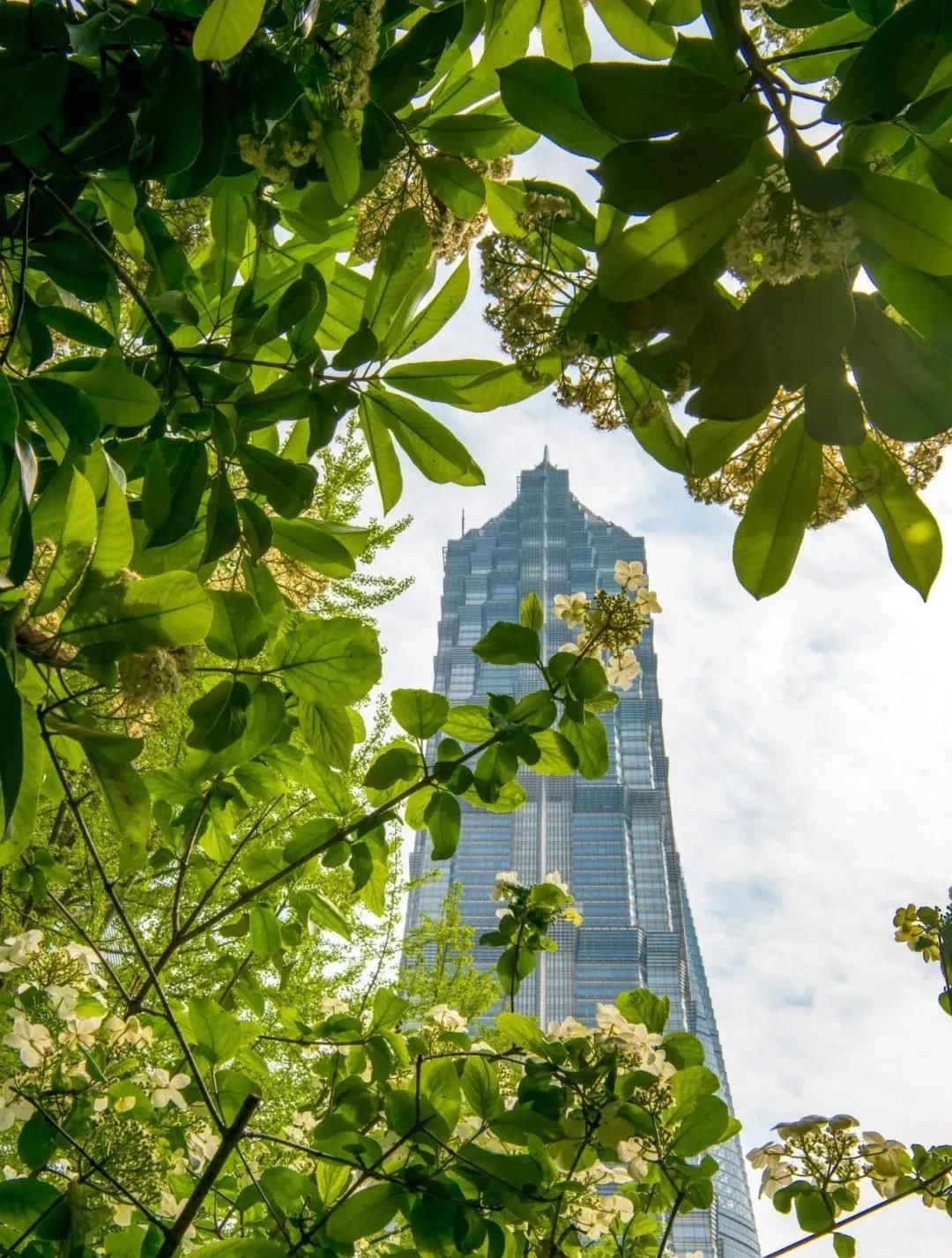 绿地|此花开尽，春已规圆，到陆家嘴中心绿地邂逅一场琼花盛宴，随手一拍就是大片