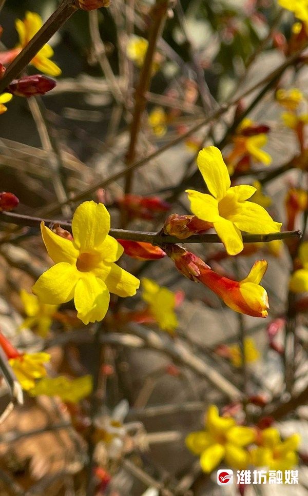 迎春花开报春来