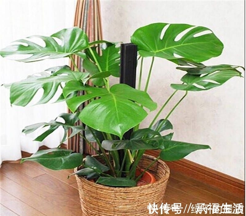 橡皮树|房间总是飘散灰尘，试试养这几种植物，轻松去除灰尘