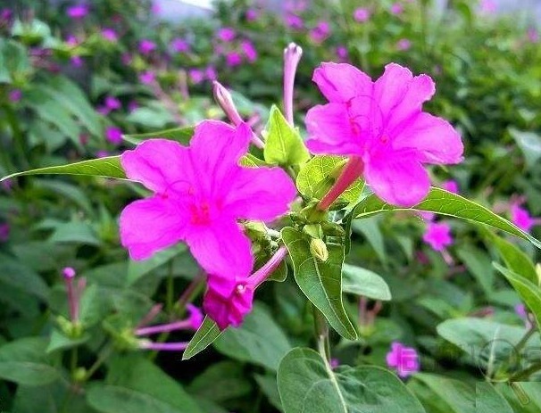 此花傍晚时盛开,娇艳的花朵散发出阵阵诱人的芳香,寓意为成熟美