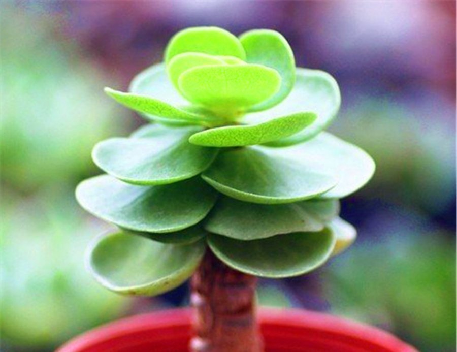 竹签|多肉中的“招财童子”,天生自成老桩,文雅大气,叶片光亮