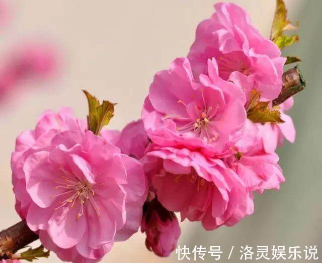 小花|榆树和梅花“杂交”，没想到生的真美，榆叶梅盆景，能满枝开红花