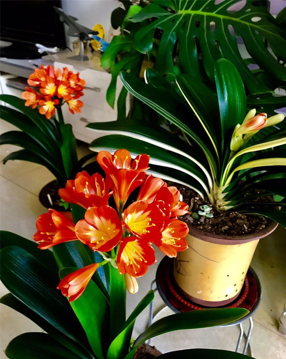 五种“旺宅花”,适合养客厅,一种比一种好养,一个比一个好看