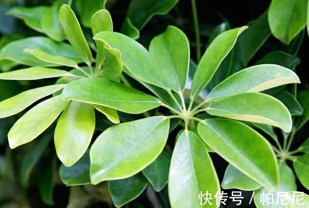 鸭掌木叶子发黄脱落，4点是病因，做好后苗壮叶绿好漂亮