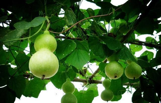 有庭院的强烈推荐种这3种水果树,有花,有果实,满满的幸福感