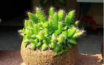 这3种“水果核”别扔,把它扔盆里,10天成盆栽,比花美10倍