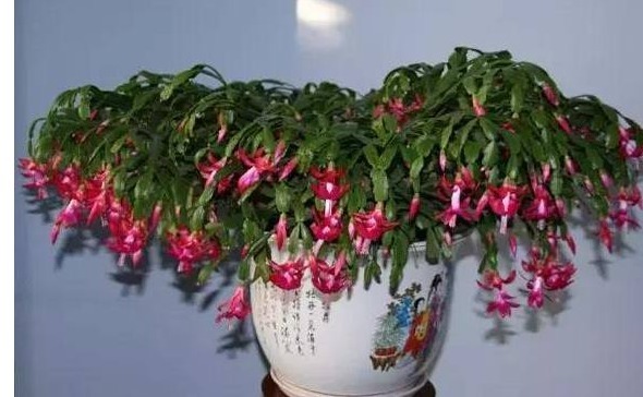 蟹爪兰花谢之后怎么办这样养,蟹爪兰叶片厚绿,不停地冒花苞