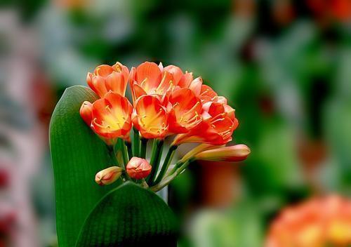 秋季养君子兰,盆土里加点“这东西”,叶片唰唰长不停,花开爆盆