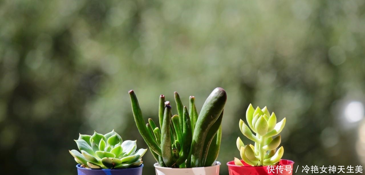 在多肉花盆上放一层石头,竟有这么大用处,涨知识了!