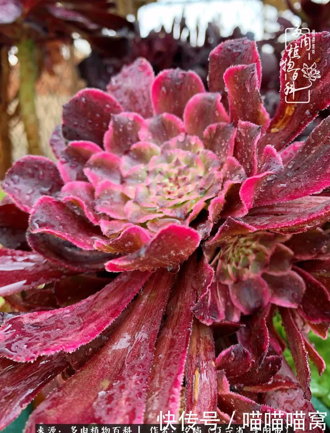 美杜莎|偶然相遇多肉,却成为心中挚爱!