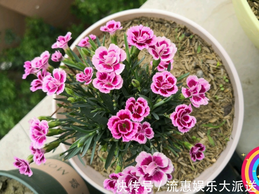 植物|花期超长的植物，开花几个月，花色漂亮，香气四溢，还可阳台盆栽