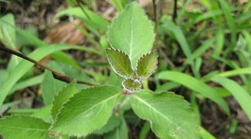 沙参|亲民的滋补野菜,比人参便宜很多,营养价值却超高,15一斤疯抢
