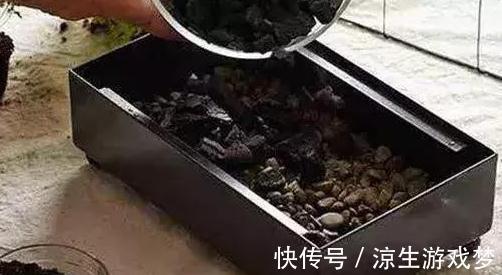 3种垃圾扔花盆，疏松透气，营养高，再也不用担心土壤板结了