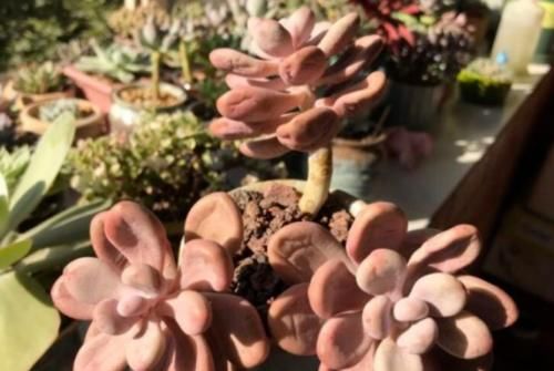 多肉桃蛋叶片发皱？建议不要连续浇水，要不然你很可能会收空盆哦