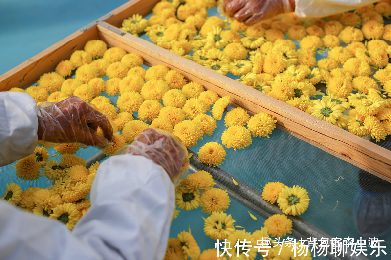 谷赏菊品菊|秋日自驾山东新泰，万亩花海良心谷赏菊品菊