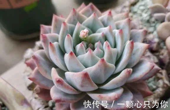 多肉浇水中的干透浇透原来是这么回事