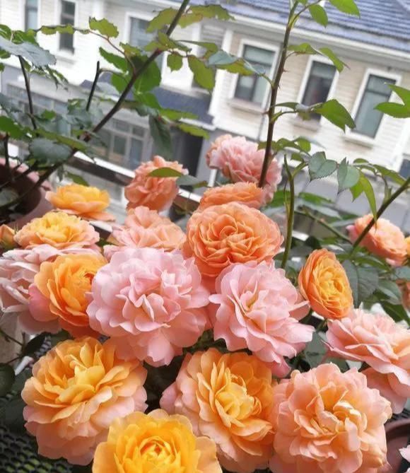  大白|柳树皮养花是一绝，比生根粉还厉害，泡水浇盆里大白根直冒！