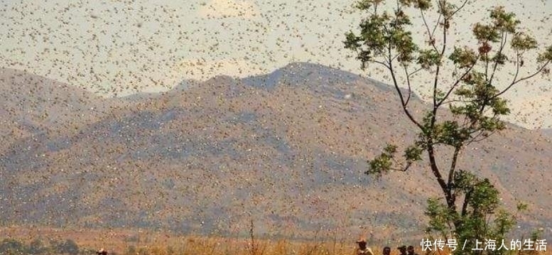  蝗虫|为何古代闹蝗灾，会有无数人饿死，难道古人不知道蝗虫可以吃吗？