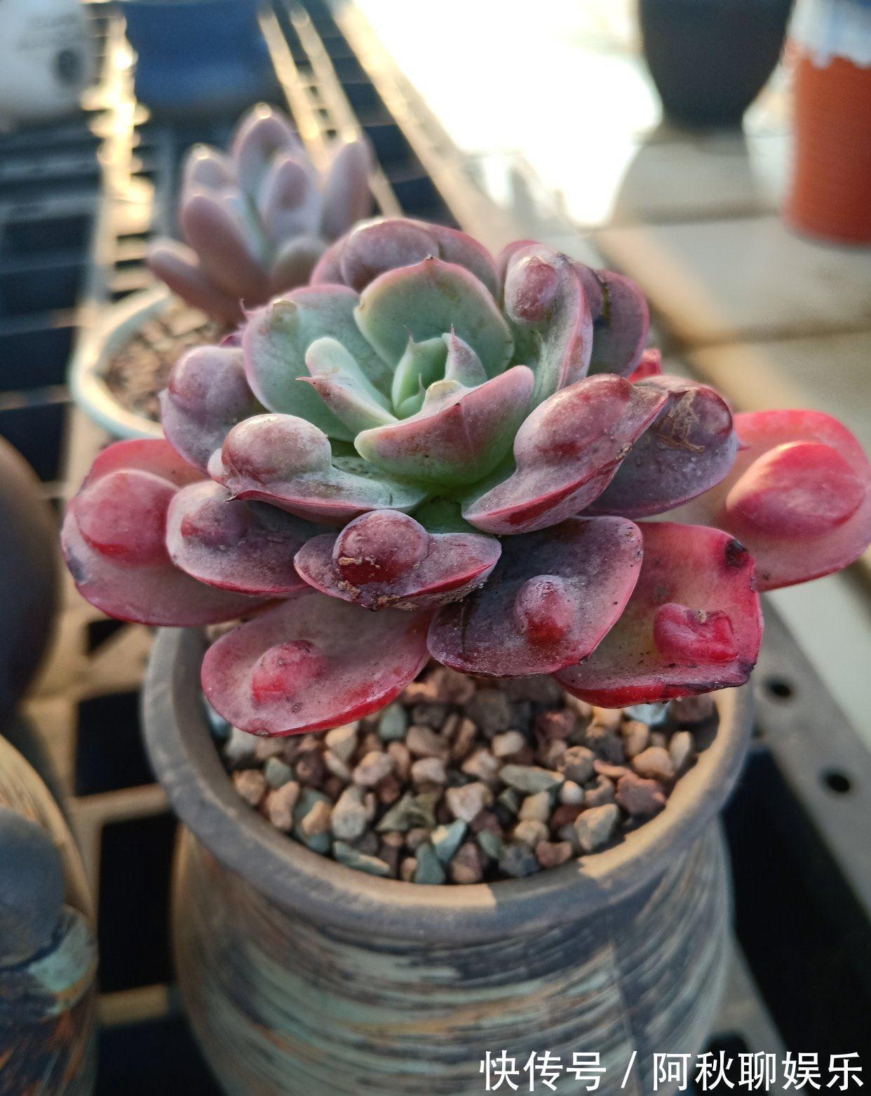 曾经红极一时的“三多肉”,如今“沦为赠品”,还被不少人嫌弃