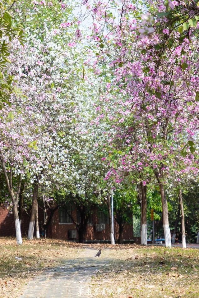 好家伙，这是什么偶像剧大学啊……