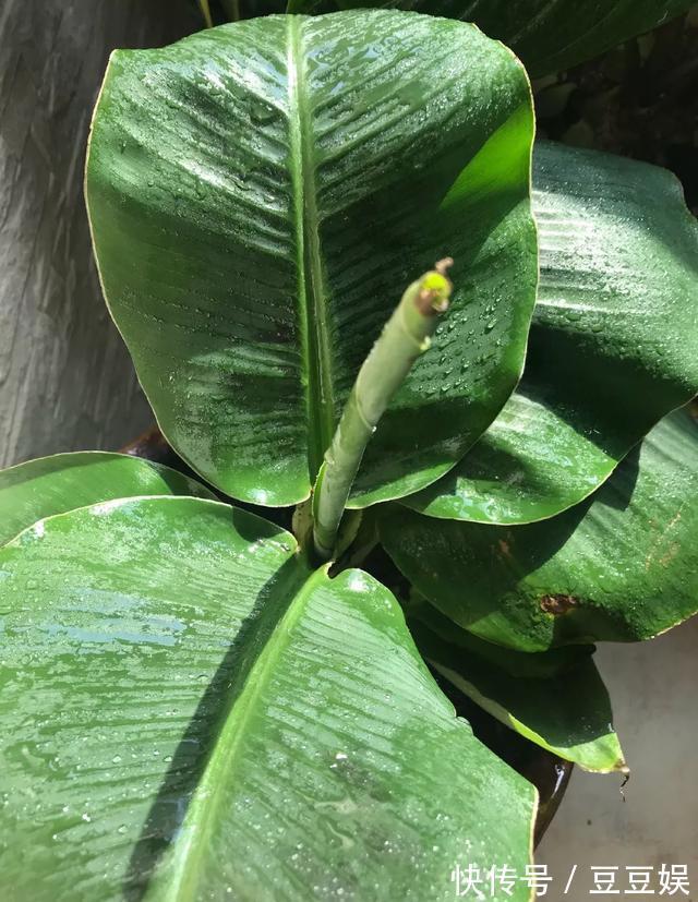 能盆栽的迷你香蕉树,比绿萝还耐阴的花,叶子亮得像打蜡!